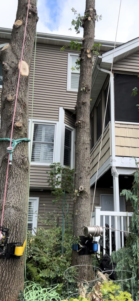 Houe with a tree trunk and equipment tied around the tree.