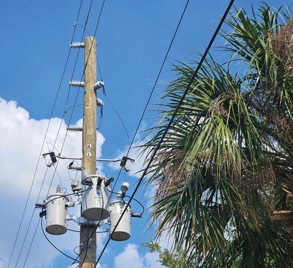 Trees and overhead power lines are a common combination. All photos courtesy of John Ball.