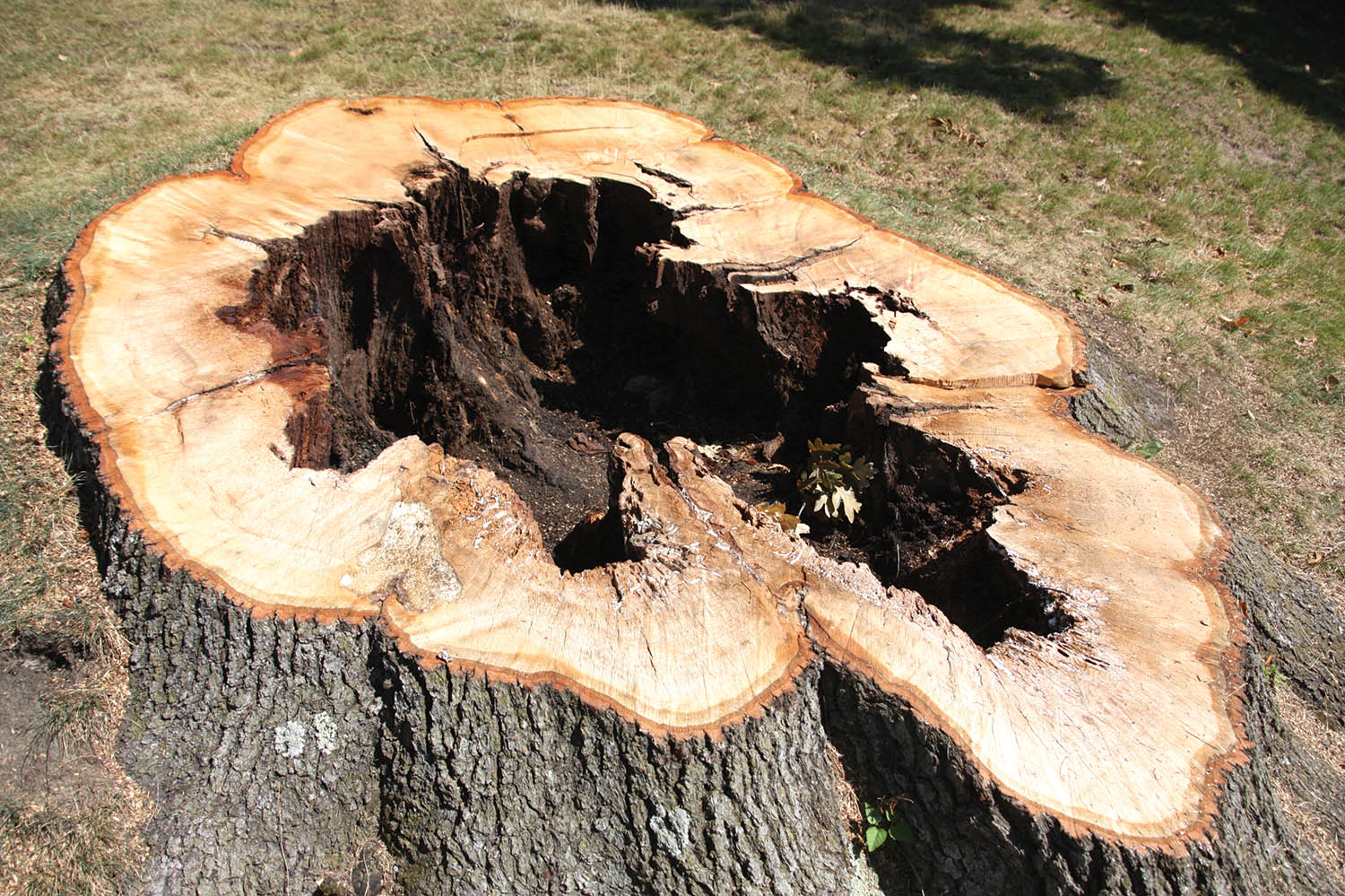 Photo 2: Recent research has shown that heart rot is very common in both young and older street and landscape trees. In most cases, heart rot does not threaten tree stability or longevity. Photo courtesy of Chris Luley.