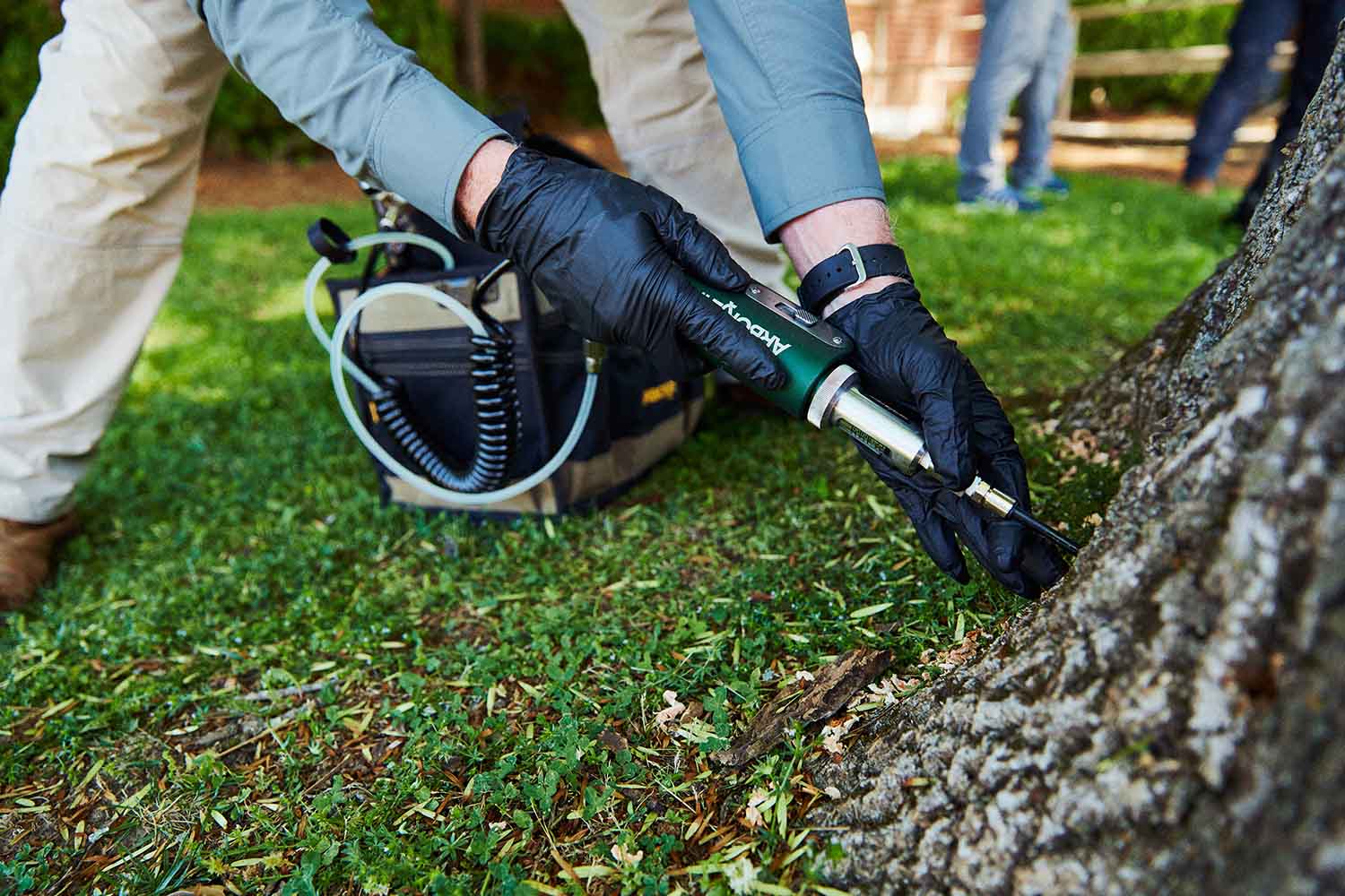 Injecting an ash tree to protect it from EAB