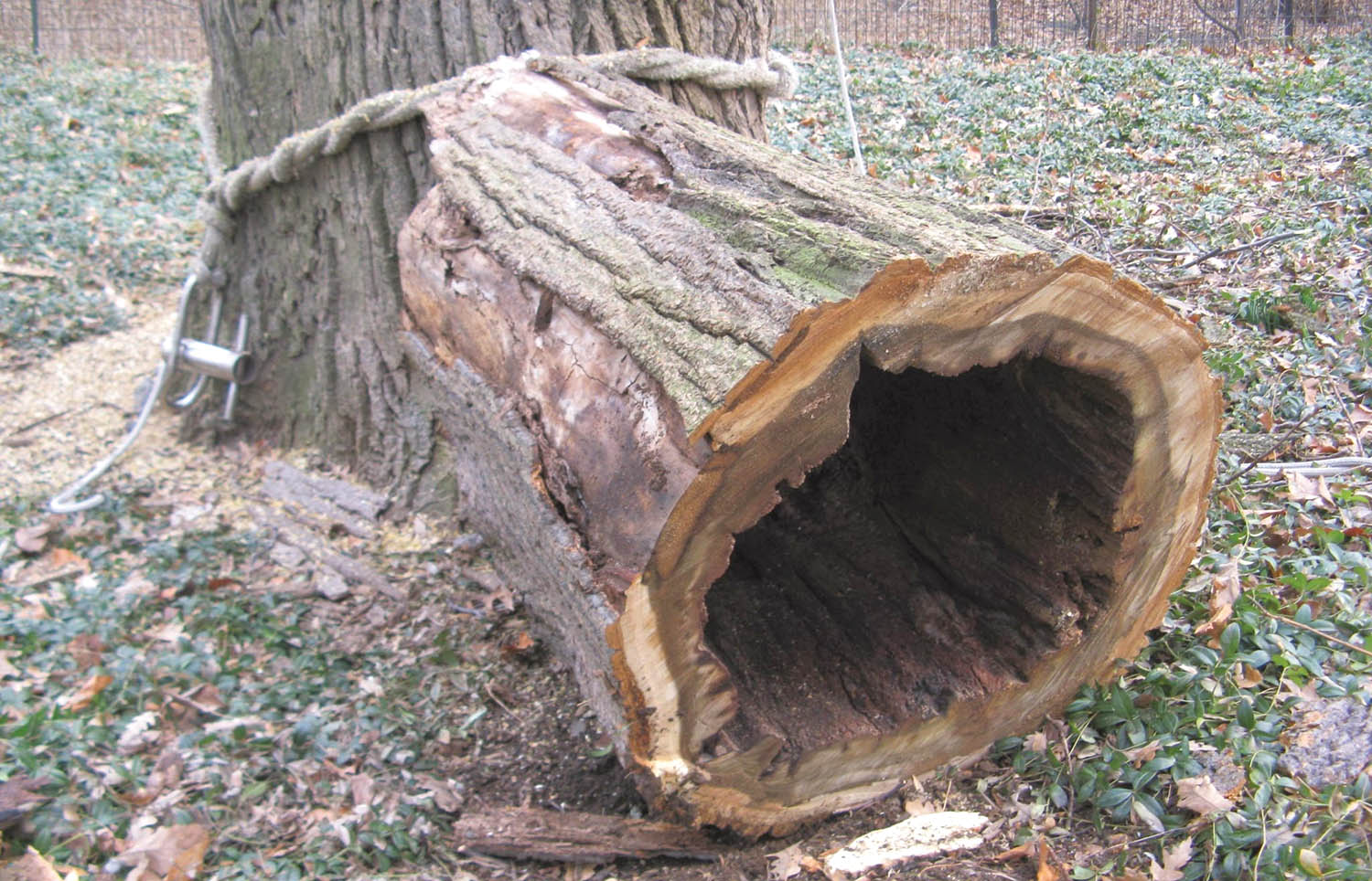 Photo 1: Heart rot is simply decay in the center of the stem of a tree, without reference to whether the tree has heartwood or not or the ability of the decay to spread into healthy sapwood. Photo by Josh Galiley.