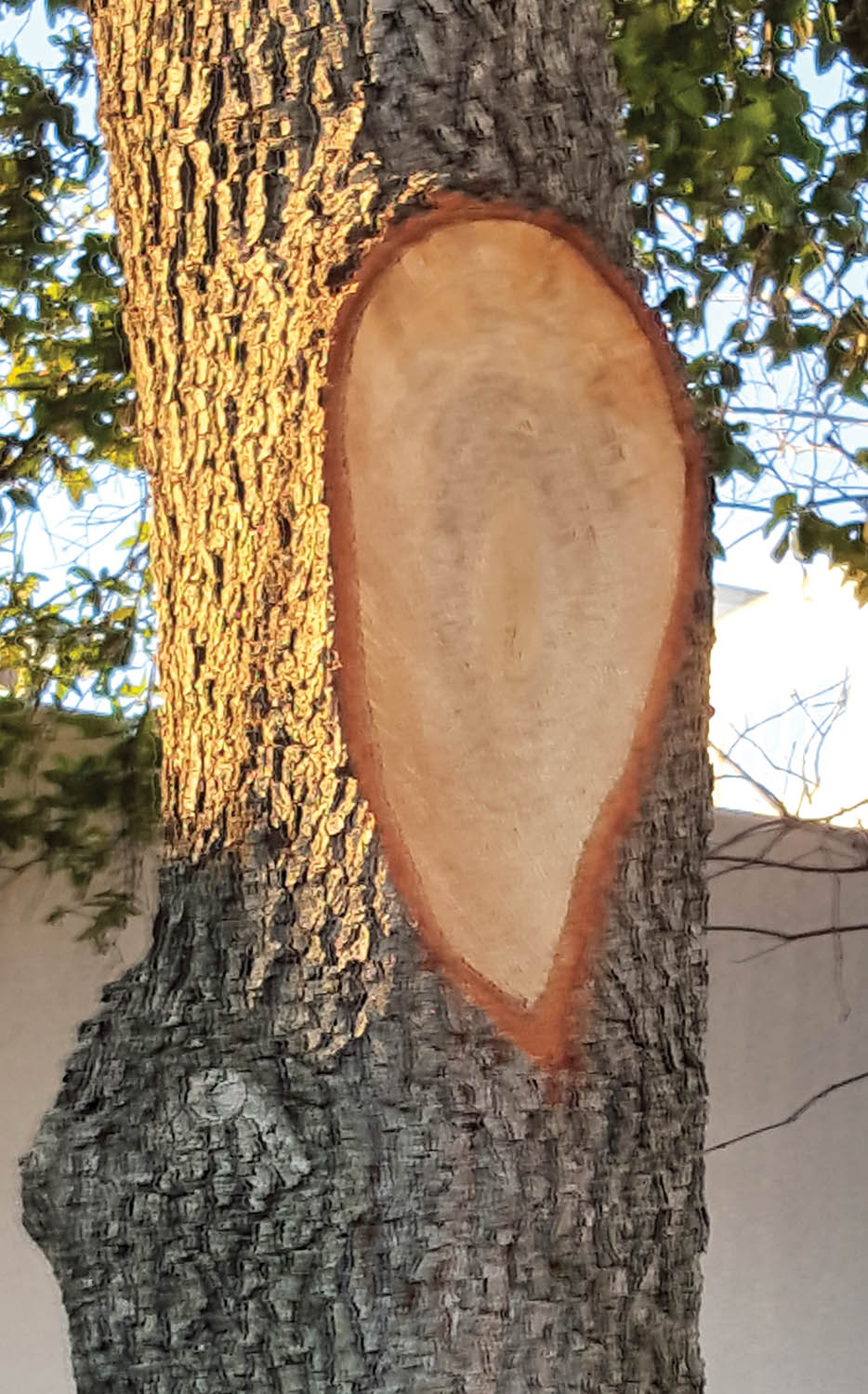 Photo 10: Large pruning wounds that expose heartwood and poor pruning practices, such as the flush cut shown here, can increase the likelihood of heart-rot infection. Photo courtesy of Chris Luley.