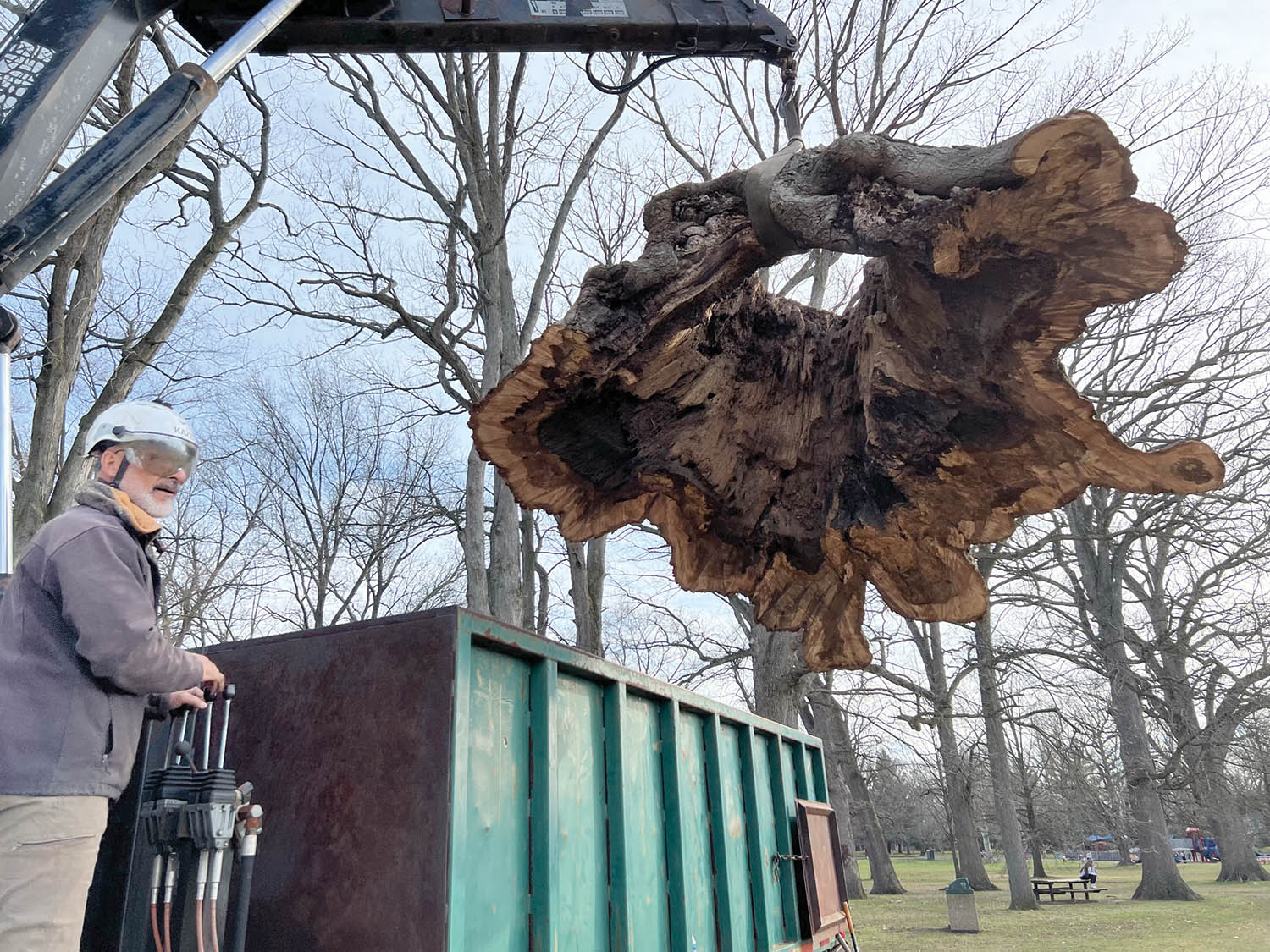 Photo 11: Heart-rot fungi can invade heartwood when decay progresses up into the lower trunk from woody roots. Photo by Salvatore Scarpato, Nova Tree Company.