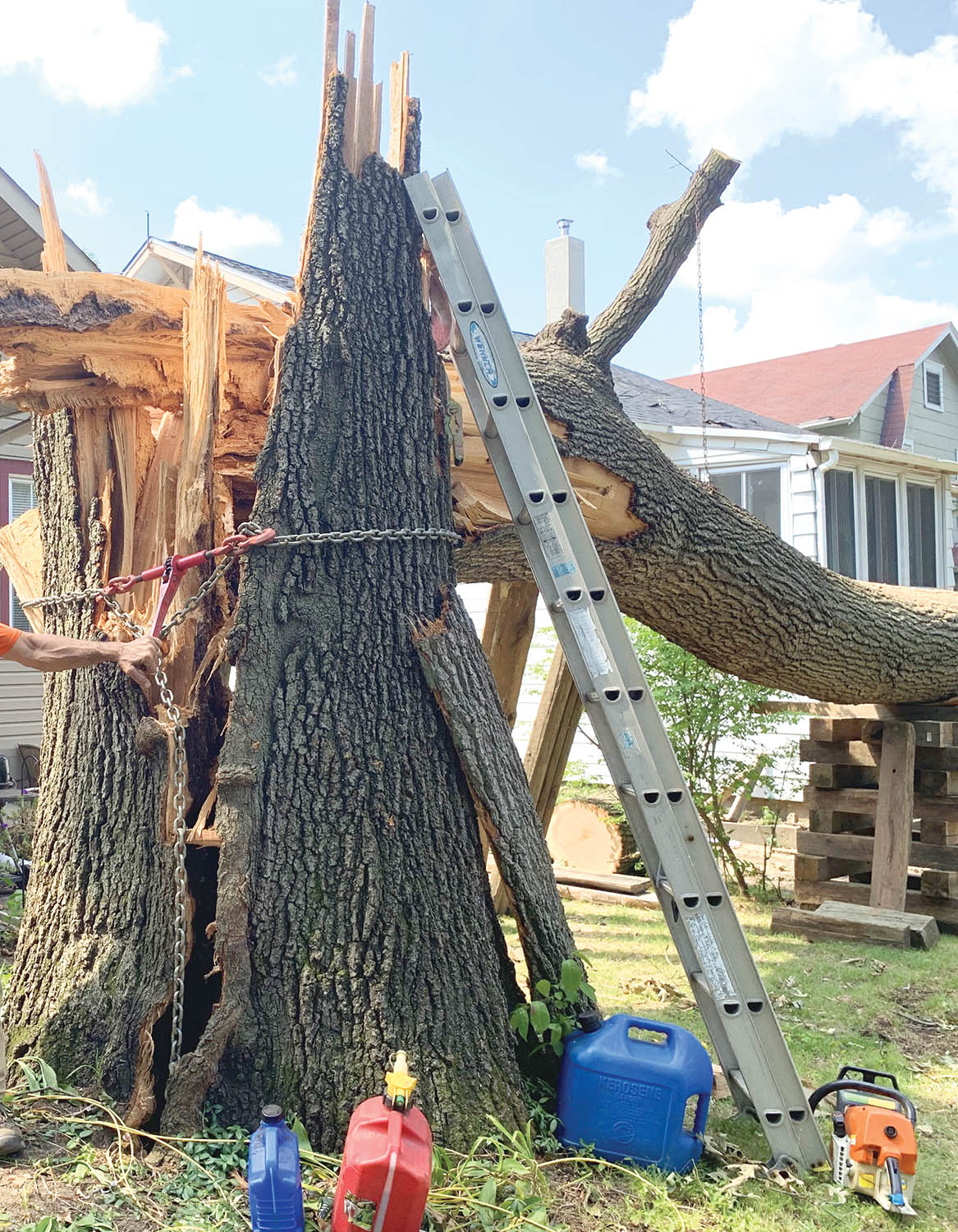 Photo 12: Some decay fungi can progress from heartwood into healthy sapwood and have greater potential to impact tree stability and result in tree failures. Fortunately, most decay fungi are less aggressive, but we encourage arborists to know the pathogens that can decay healthy sapwood. Photo by Salvatore Scarpato, Nova Tree Company.