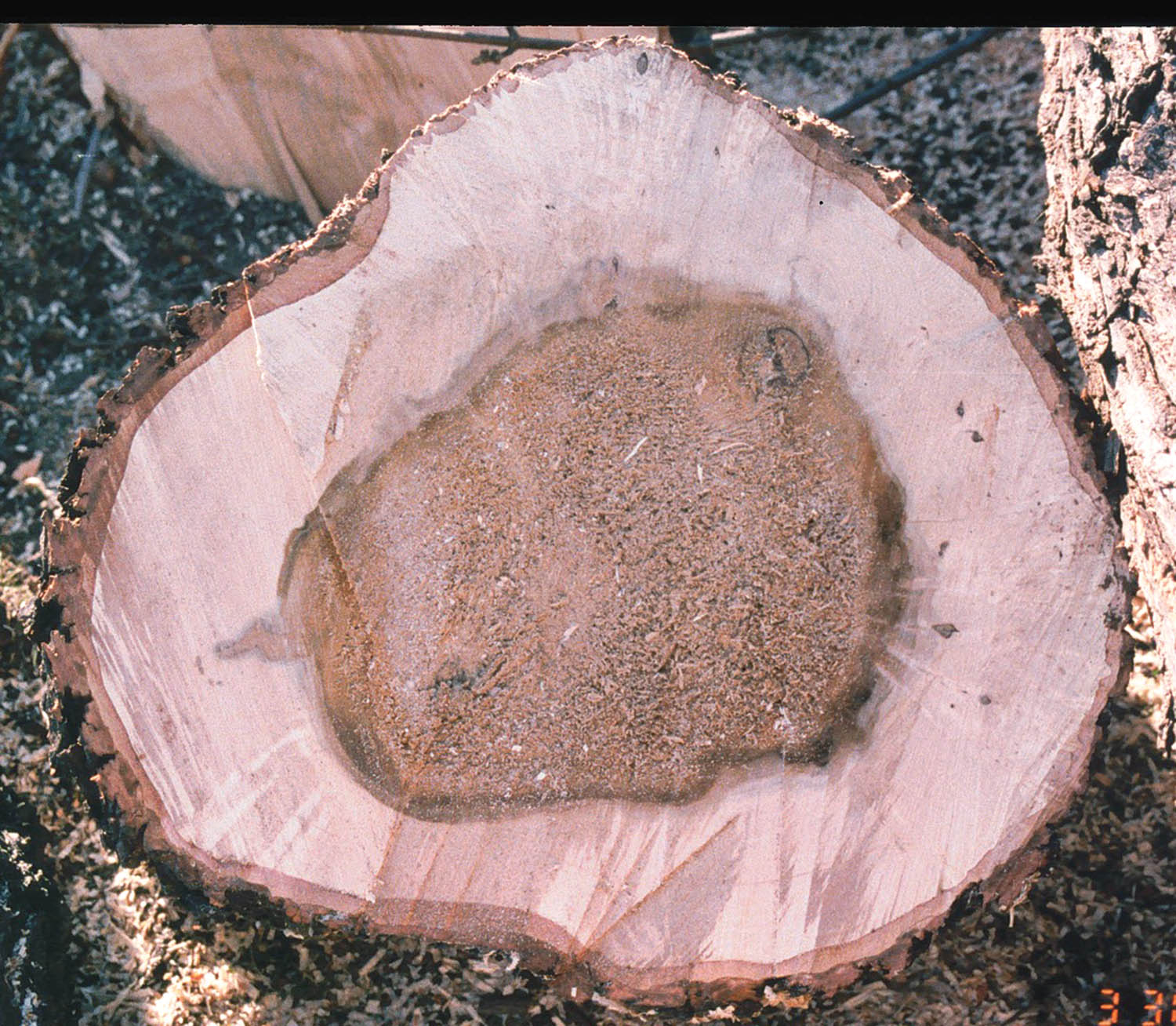 Photo 3: Heart rot was initially thought not to be a disease, because it was restricted to nonliving heartwood and rarely affected healthy sapwood. Photo by Wayne Cahilly.