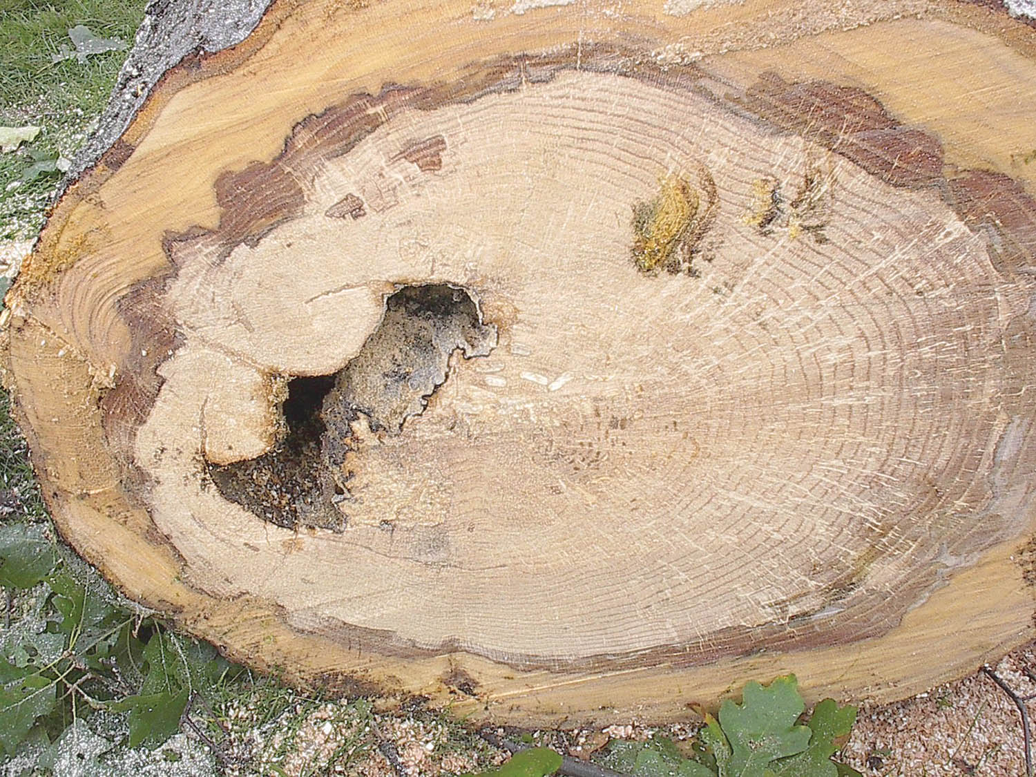 Photo 4: Invasion of sapwood by Ganoderma applanatum that started as heart rot and then moved into healthy sapwood. Some decay that is labeled as heart rot can be caused by fungi that later invade healthy sapwood. This has created considerable confusion among arborists. Photo by Gary Raffel.