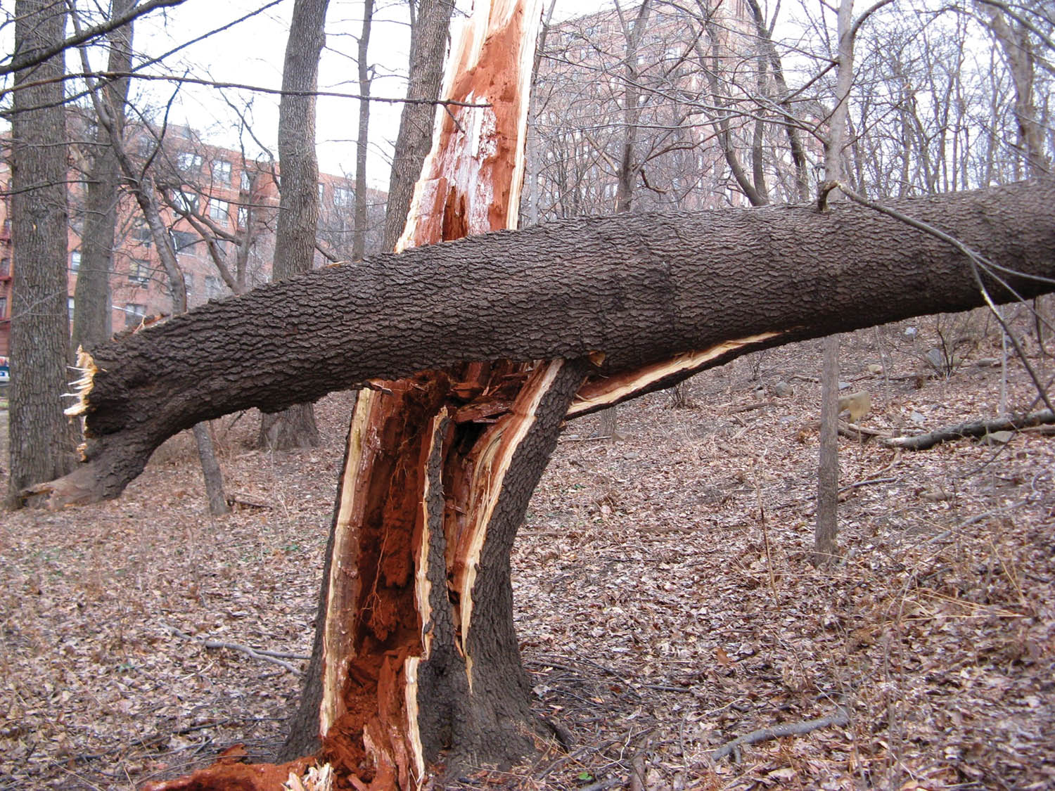 Photo 6: Heart rot can threaten tree stability when heartwood occupies a large volume of the stem and is decayed, even without invasion of sapwood. Photo by Josh Galiley.