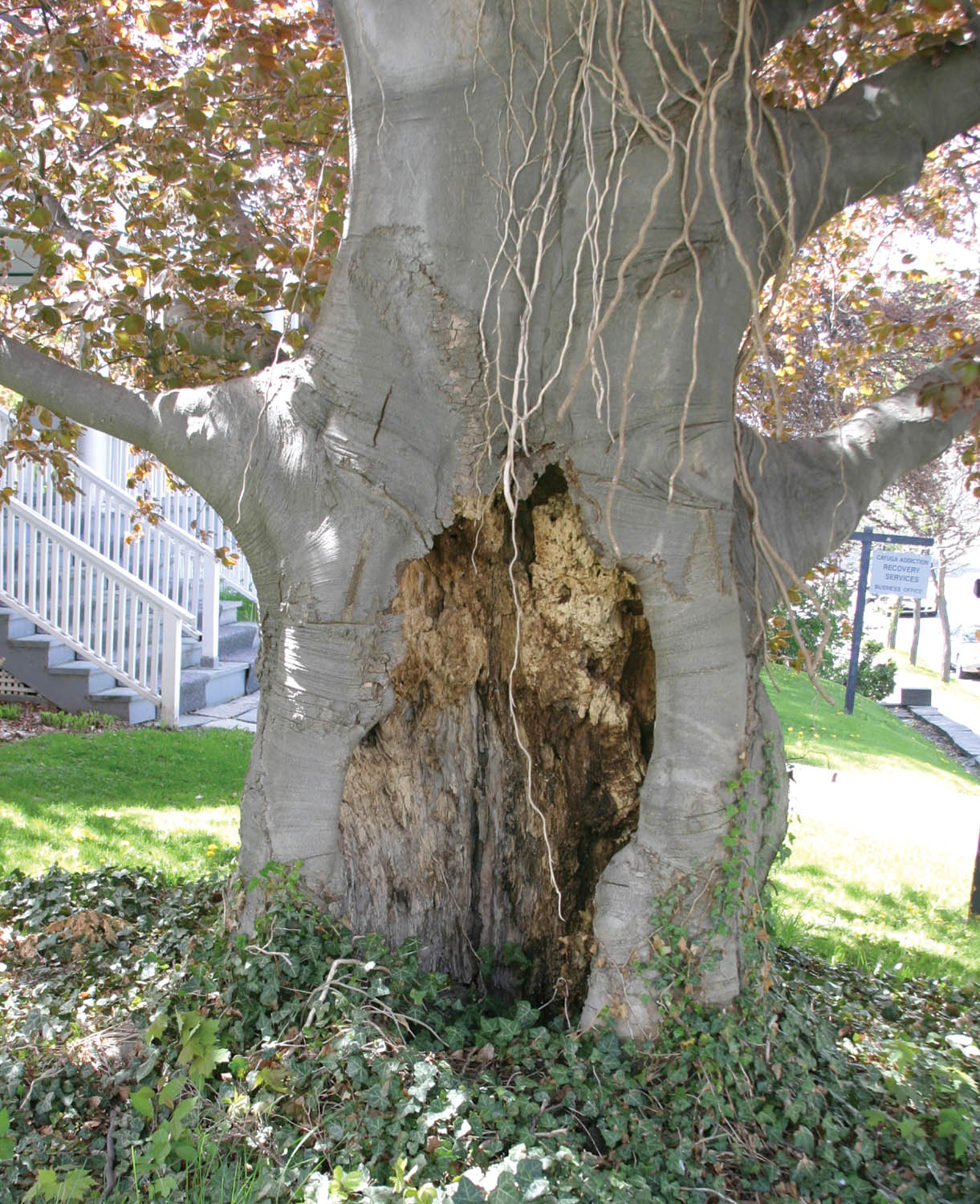 Photo 8: Heart-rot decay has a much greater impact on tree stability when the decay or cavities are off-center, or external cavities are present. Photo courtesy of Chris Luley.