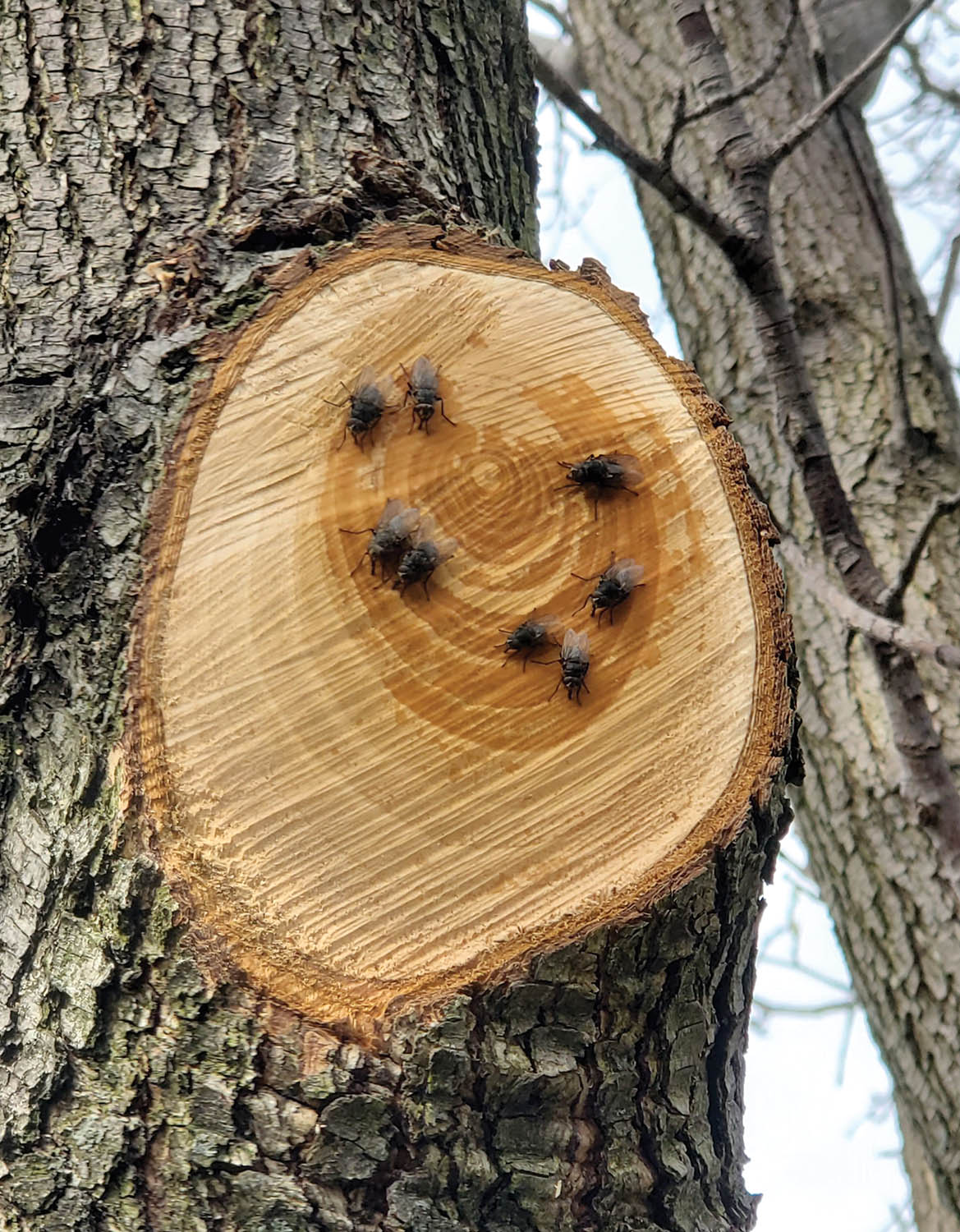 Photo 9: Heart-rot fungi can be spread by nonspecific insect vectors that carry fungal fragments to wounds, or when birds or mammals do the same. Photo courtesy of Chris Luley.