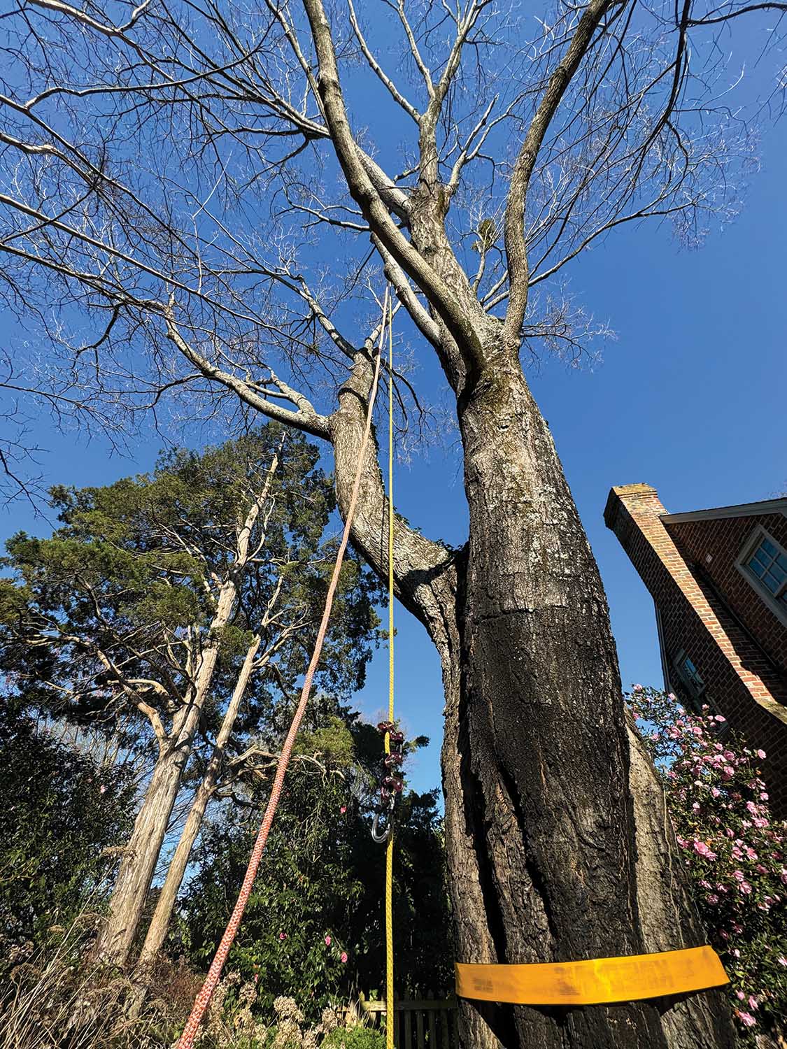 Binder straps can help ensure the tree is not the weakest link.